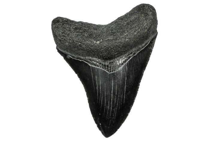 Serrated, Fossil Megalodon Tooth - South Carolina #344638